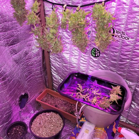 Double Cookies Auto growlog timeline photo