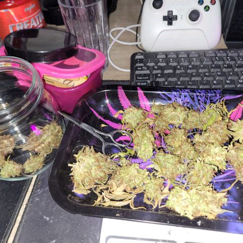 Double Cookies Auto growlog timeline photo
