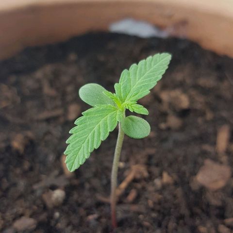 Northern Light growlog photo: Zweites blattpaar wächst gut 