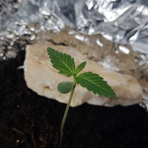 Northern Light growlog timeline photo