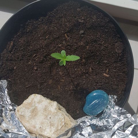Northern Light growlog photo: Neuer Topf