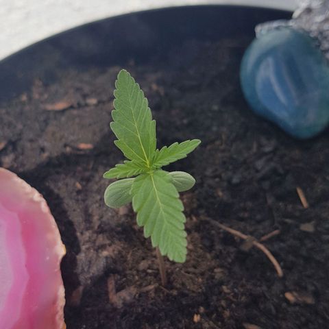Northern Light growlog photo: Wächst und gedeiht!