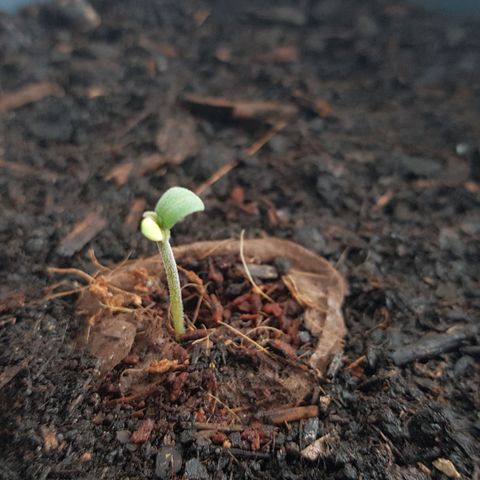Cookies Gelato growlog photo: Weißes Blatt wird langsam grüner, Fächerblätter starten auch langsam. Schlechtes Wetter leider
