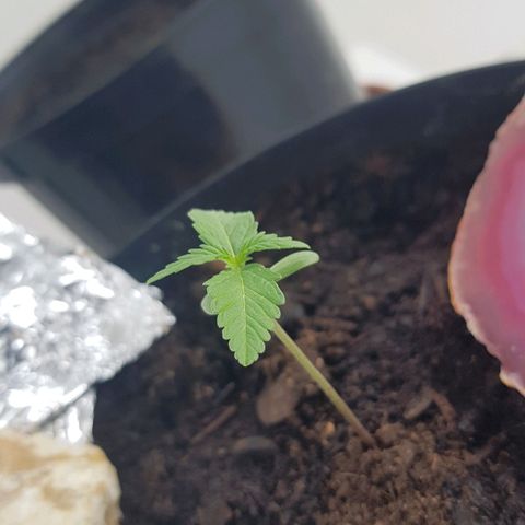 Northern Light growlog photo: Wächst und gedeiht, schiebt unterhalb der oberen zwei neu raus, glaube ich!? 