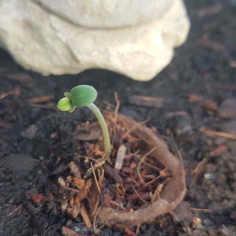 Cookies Gelato growlog photo: Kleines Blatt wird immer grüner, Fächerblätter wachsen auch minimal!