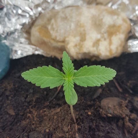 Northern Light growlog timeline photo