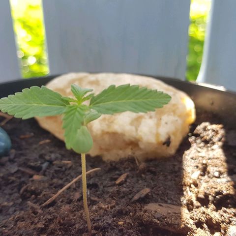 Northern Light growlog photo: Wächst und gedeiht, neuen Blätter werden größer.