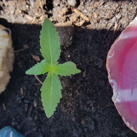 Northern Light growlog photo: Wächst und gedeiht, neuen Blätter werden größer.