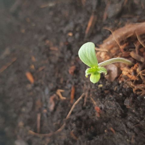 Cookies Gelato growlog timeline photo