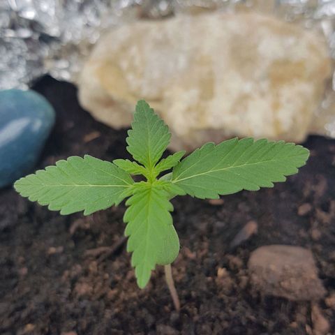 Northern Light growlog photo: Blattpaare wachsen stetig weiter, bisschen Angst die nächsten 4 Tage werden bewölkt und regnerisch..