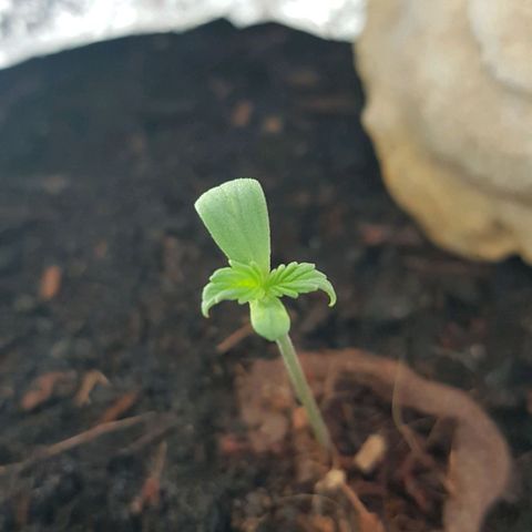 Cookies Gelato growlog photo: Blättchen hängen bisschen drinnen... Kommt jetzt bisl raus 