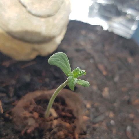 Cookies Gelato growlog timeline photo