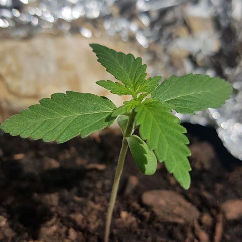 Northern Light growlog photo: Heute gute Fortschritte sichtbar, sprießt und wächst weiter! 