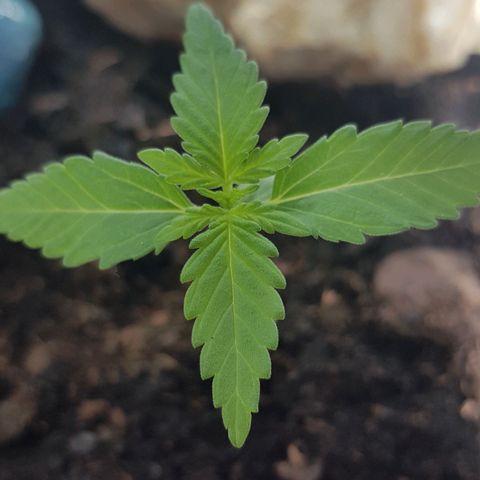 Northern Light growlog photo: Heute gute Fortschritte sichtbar, sprießt und wächst weiter! 