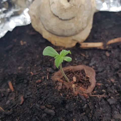 Cookies Gelato growlog photo: Blattspitzen hängen immernoch bisschen, wachsen aber normal weiter, nicht sicher ob wegen Defizit oder weil deformiert von Samenhülle!?