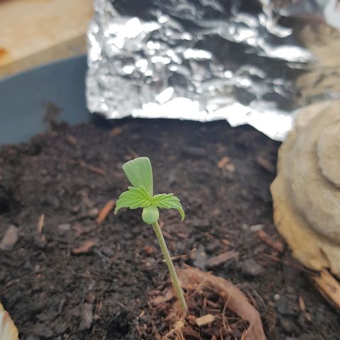 Cookies Gelato growlog photo: Blattspitzen hängen immernoch bisschen, wachsen aber normal weiter, nicht sicher ob wegen Defizit oder weil deformiert von Samenhülle!?