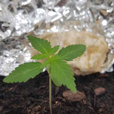 Northern Light growlog photo: Wachstum in Blättern gut sichtbar, trotz schlechtem Wetter/Wenig Licht 