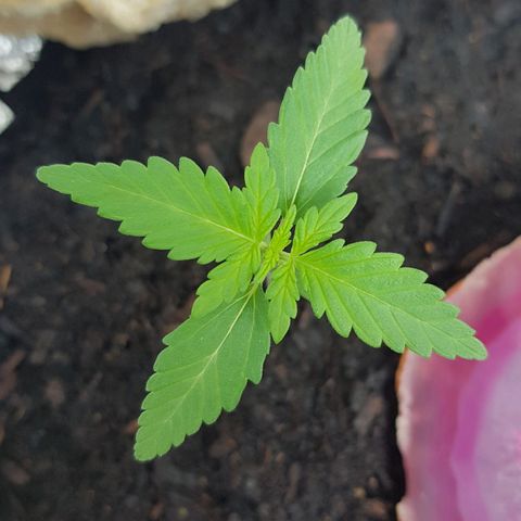 Northern Light growlog photo: Wachstum in Blättern gut sichtbar, trotz schlechtem Wetter/Wenig Licht 