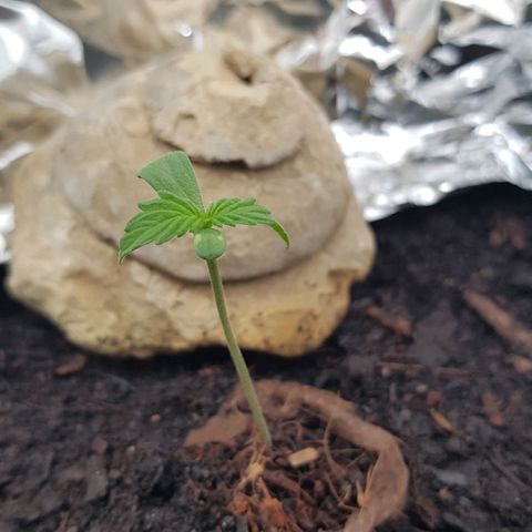 Cookies Gelato growlog photo: Minimales Wachstum in Blättern 