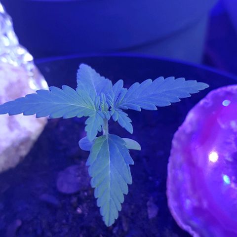 Northern Light growlog photo: Licht, Led blaues spektrum, ab 15.00 Uhr ca 9h