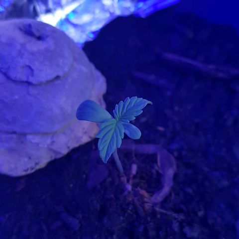 Cookies Gelato growlog photo: LED 9h ab 15.00 