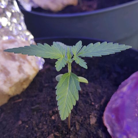 Northern Light growlog photo: Trauermücken gesichtet!! Morgen werden fallen besorgt! 