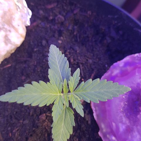 Northern Light growlog photo: Trauermücken gesichtet!! Morgen werden fallen besorgt! 