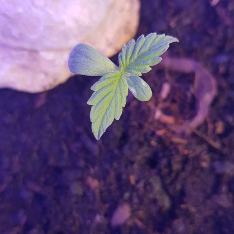 Cookies Gelato growlog photo: Trauermücken gesichtet!! Morgen werden fallen besorgt! 