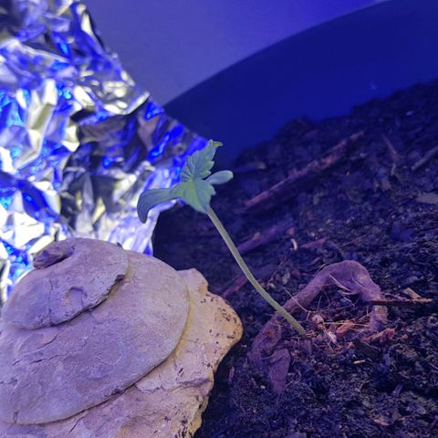 Cookies Gelato growlog photo: Trauermücken gesichtet!! Morgen werden fallen besorgt! 
