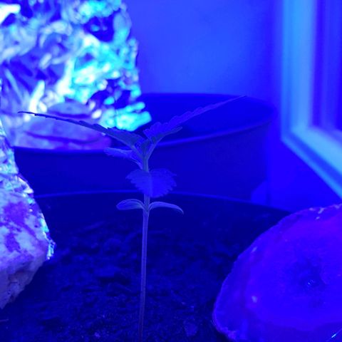Northern Light growlog photo: Licht Scheint zu taugen, Blätter gehen schön hoch