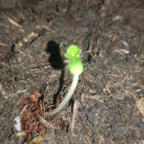 Tangerine Dream  growlog photo: Crazy wuchs über Nacht, heute Led unterstützt 