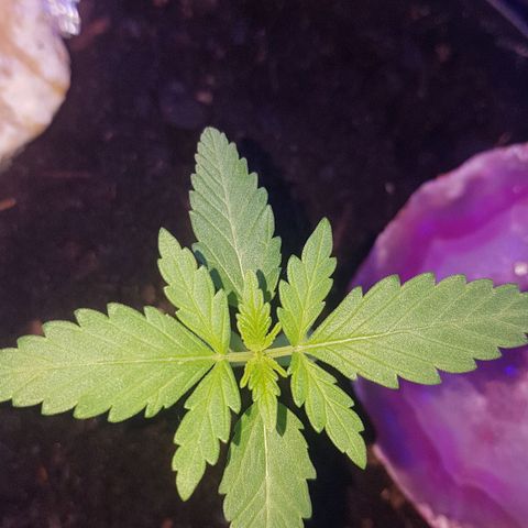 Northern Light growlog photo: Zieht gut an, schiebt blattpaar für blattpaar raus!