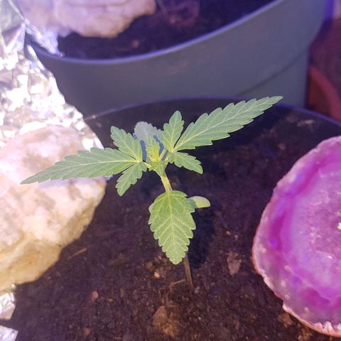 Northern Light growlog photo: Zieht gut an, schiebt blattpaar für blattpaar raus!