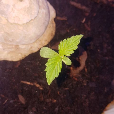 Cookies Gelato growlog photo: Zweites Blattpaar kommt!!