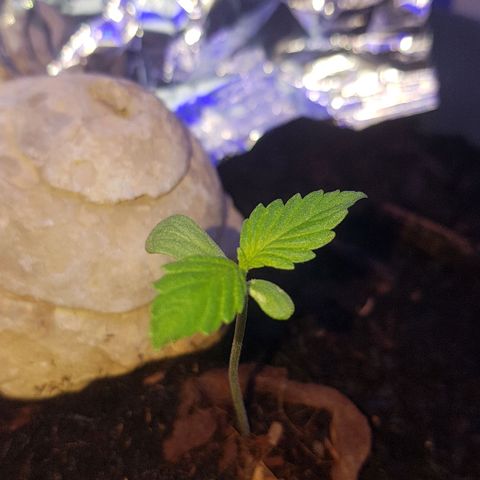 Cookies Gelato growlog photo: Zweites Blattpaar kommt!!