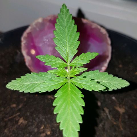 Northern Light growlog timeline photo