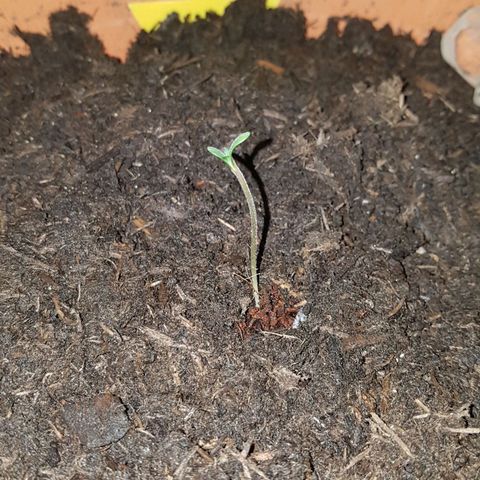 Tangerine Dream  growlog timeline photo