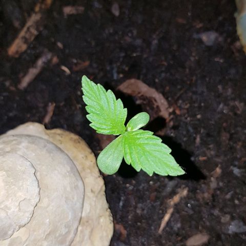 Cookies Gelato growlog timeline photo