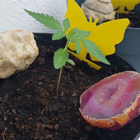 Northern Light growlog photo: Sieht prächtig aus, muss demnächst in einen finalen großen Topf, oder Tasche
