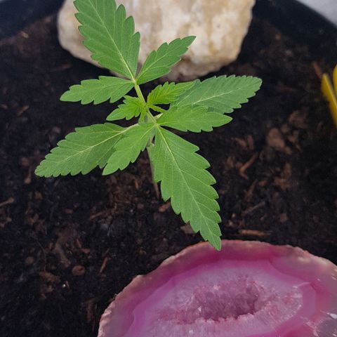 Northern Light growlog photo: Sieht prächtig aus, muss demnächst in einen finalen großen Topf, oder Tasche
