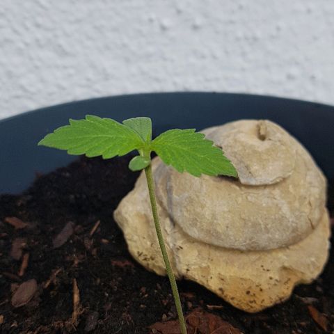 Cookies Gelato growlog photo: Leichte Flecken auf den Fächerblättern, vllt Led zu nah dran. Wird beobachtet 