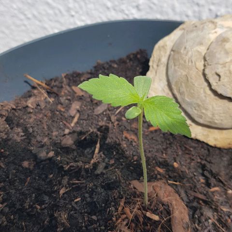 Cookies Gelato growlog photo: Leichte Flecken auf den Fächerblättern, vllt Led zu nah dran. Wird beobachtet 