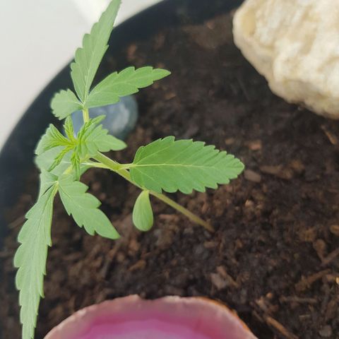 Northern Light growlog photo: Wächst immernoch supi! Noch bisserle warten, dann größerer topf! 
