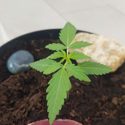 Northern Light growlog photo: Wächst immernoch supi! Noch bisserle warten, dann größerer topf! 