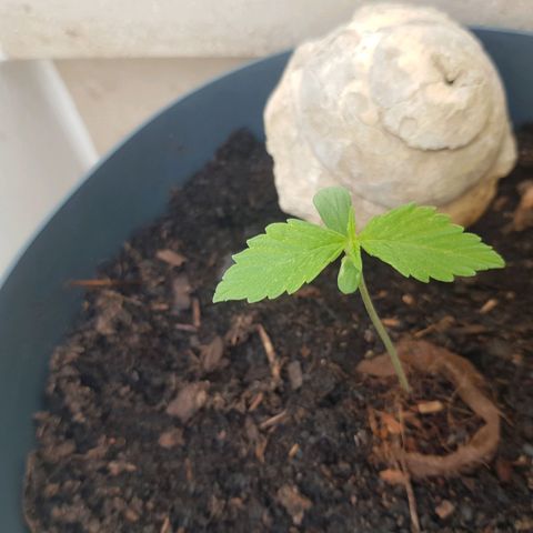 Cookies Gelato growlog photo: Balkon wieder 