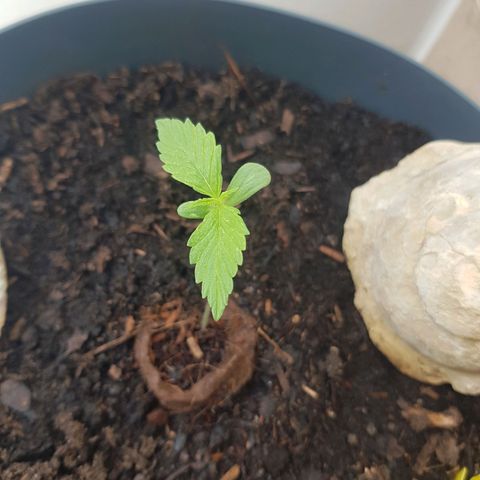 Cookies Gelato growlog photo: Balkon wieder 
