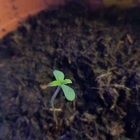 Tangerine Dream  growlog photo: Hat schon ganz schöne Höhe am Start, ist heute erstes Mal draussen 