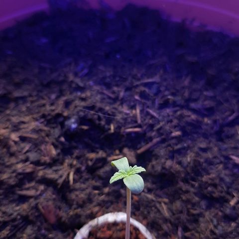 Do-Si-Dos  growlog photo: Solides Wachstum.