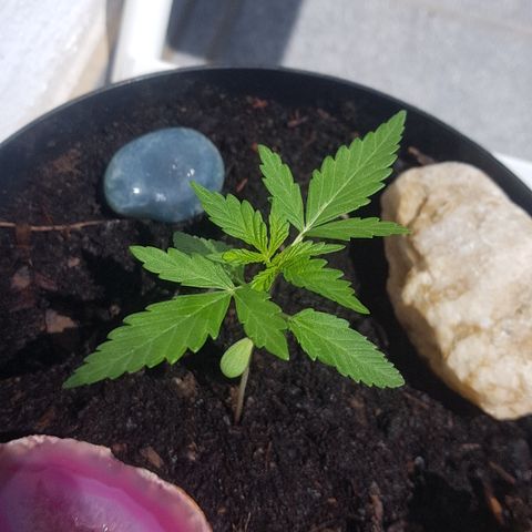 Northern Light growlog photo: Gegossen mit Wasser und bisschen Kaffeesatz-Wasserlösung
Sonnenbad 