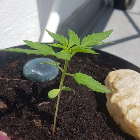 Northern Light growlog photo: Gegossen mit Wasser und bisschen Kaffeesatz-Wasserlösung
Sonnenbad 